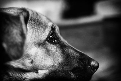 Close-up of dog looking away