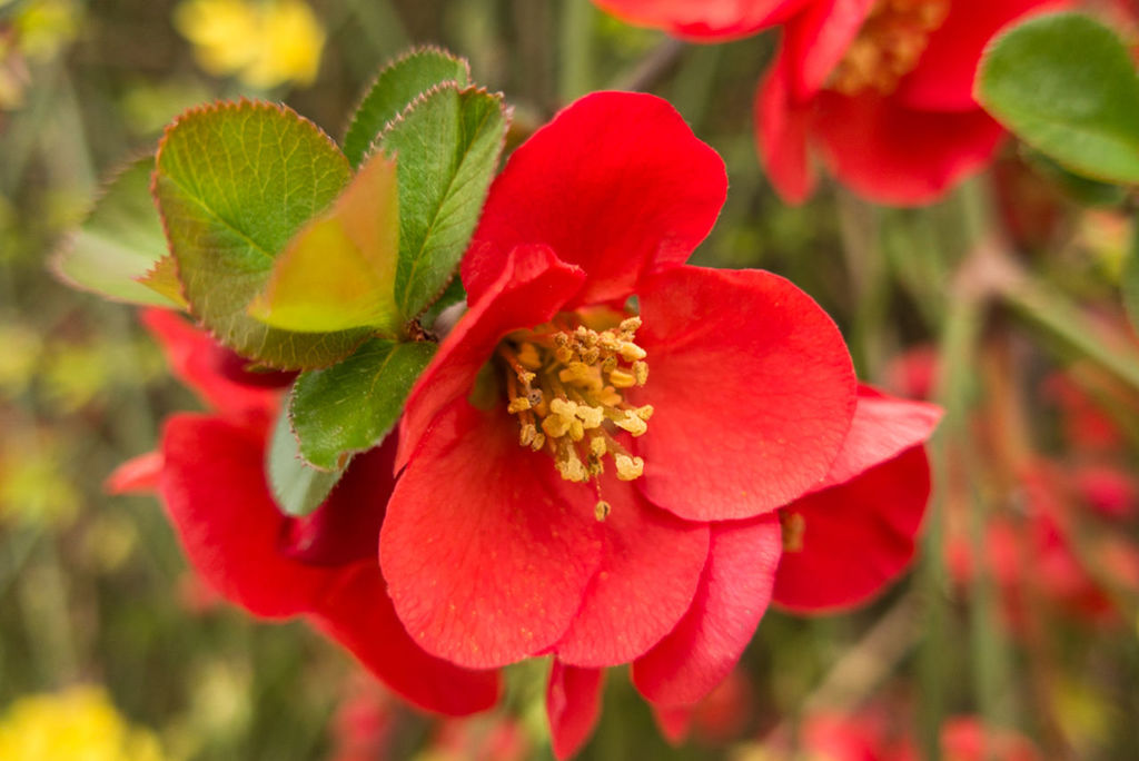 flower, petal, freshness, flower head, fragility, growth, red, beauty in nature, focus on foreground, close-up, blooming, nature, plant, in bloom, day, outdoors, selective focus, no people, park - man made space, blossom