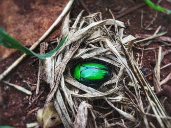 High angle view of bird in nest
