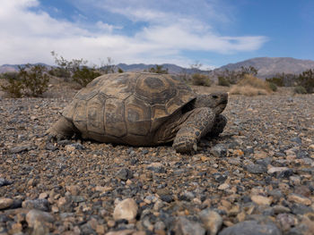 View of turtle in field