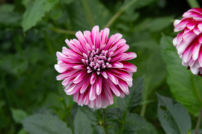 Close-up of pink flower