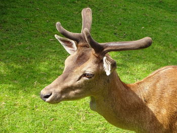 Deer in a field