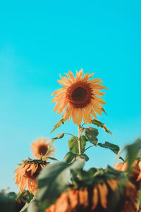 Low angle view of sunflower against blue sky