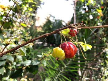 Close-up of cherries growing on tree