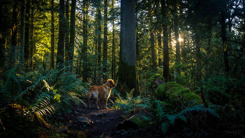 Trees in forest at night