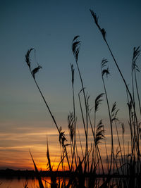 Close-up of silhouette plants against sunset sky