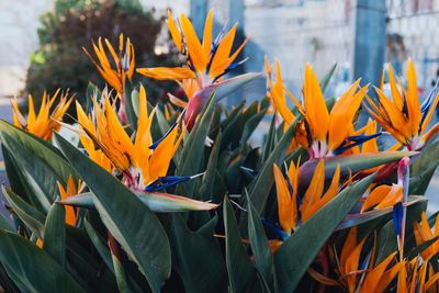 Close-up of orange flowering plant