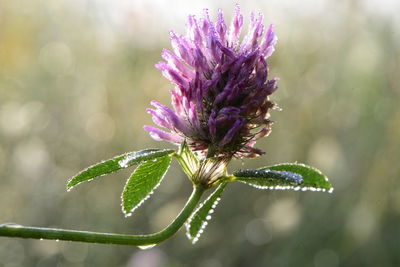 Close-up of purple flowering plant