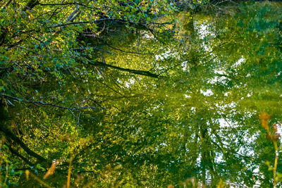 Low angle view of trees in forest