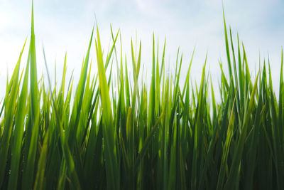 Close-up of crops growing on field against sky