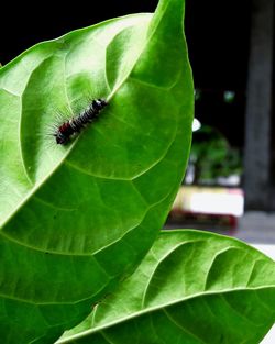 Close-up of insect on plant