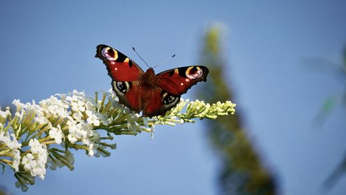 Close-up of butterfly pollinating on flower