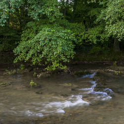 Reflection of trees in water
