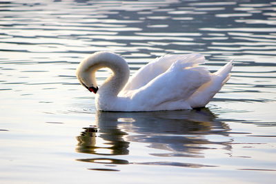 Swan floating on lake