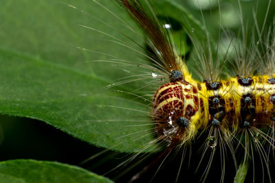 Close-up of insect on leaf