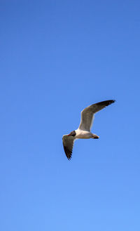 Laughing gull leucophaeus atricilla flies over the ocean at delnor-wiggins pass state park in naples