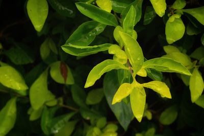 Close-up of green leaves