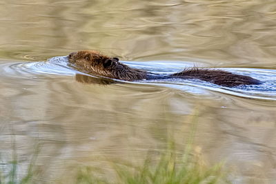 Bird swimming in water