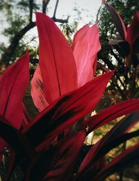 Close-up of red hibiscus flower