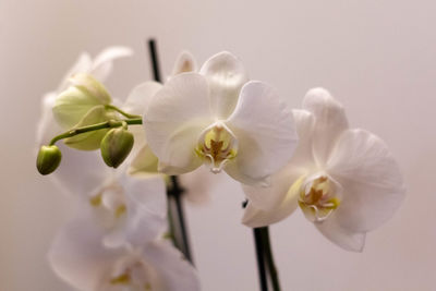 Close-up of white orchid