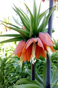 Close-up of flower blooming outdoors