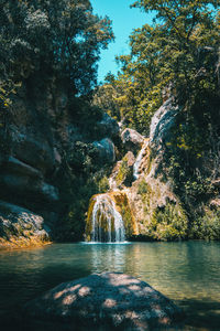 Scenic view of river amidst trees in forest