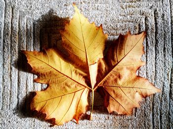 High angle view of leaf on table