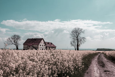 Abandoned house on a rapeseed field