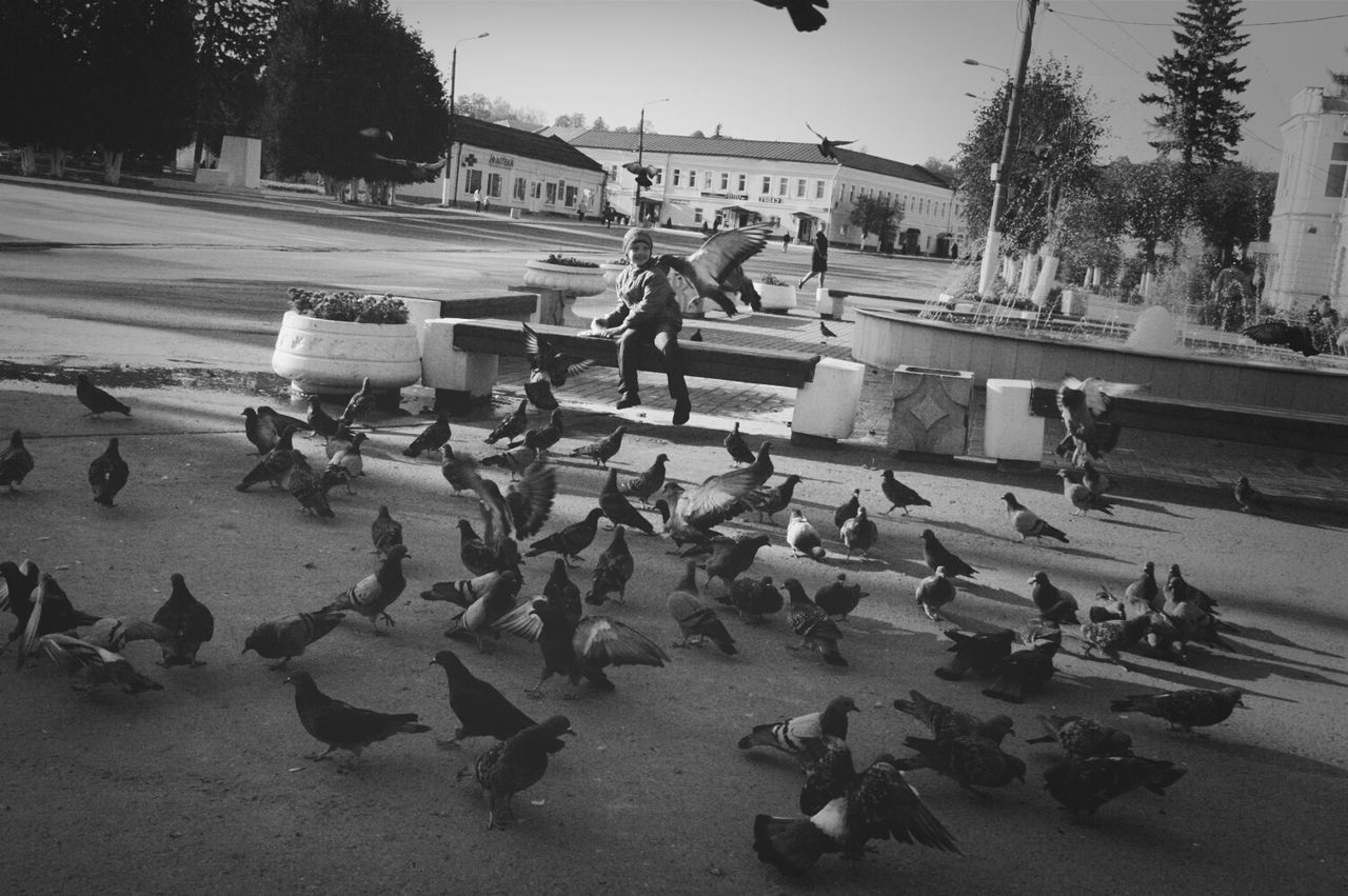 bird, building exterior, animal themes, person, built structure, men, large group of people, street, lifestyles, architecture, city, walking, animals in the wild, day, wildlife, outdoors, flock of birds, leisure activity