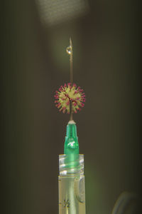 Close-up of red flower in glass bottle