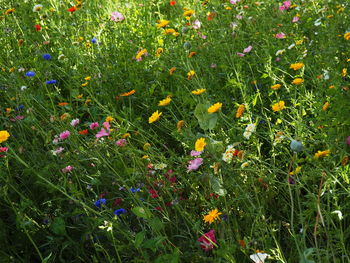 Close-up of poppies blooming on field