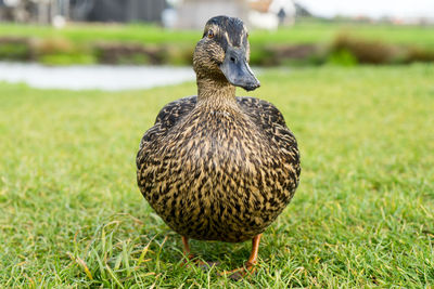 Close-up of mallard duck on field