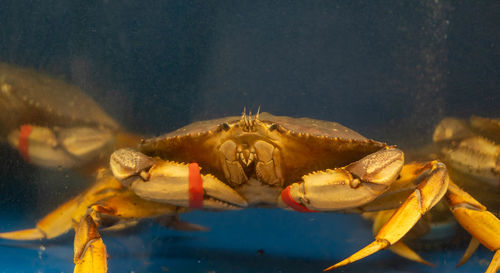 Close-up of turtle in sea