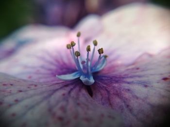 Close-up of fresh flower