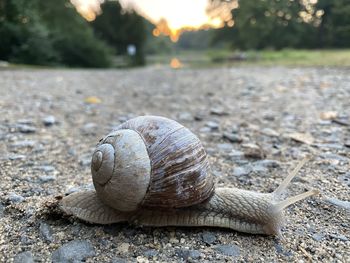 Close-up of snail on road