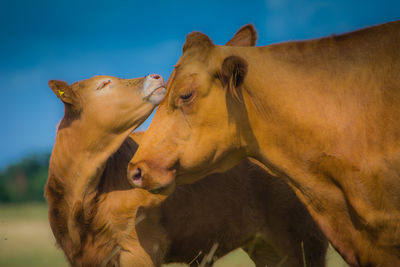 Close-up of mother cow and calf