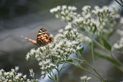 Close-up of butterfly pollinating on flower