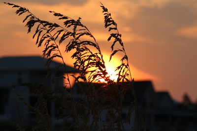 Silhouette plants by sea against romantic sky at sunset