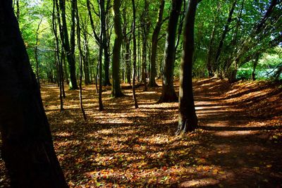 Trees in forest