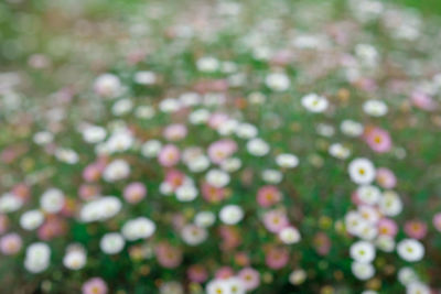 Full frame shot of flowering plants