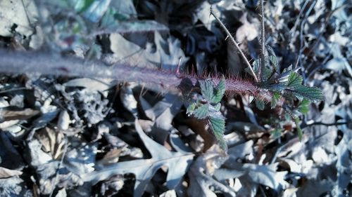 Close-up of plants