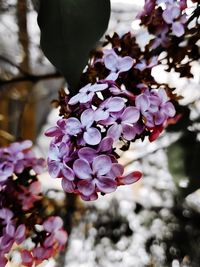 Close-up of pink flowering plant