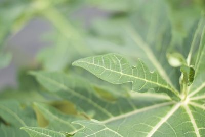 Close-up of fresh green plant