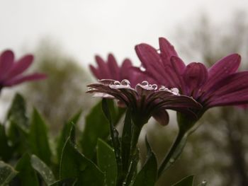 Close-up of flowering plant