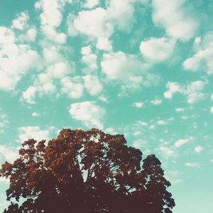 Low angle view of trees against blue sky