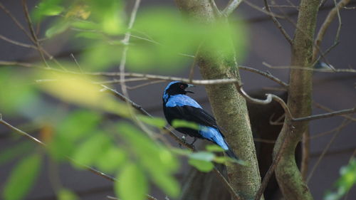 Bird perching on a branch