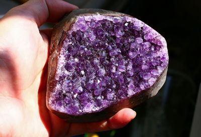 Close-up of hand holding purple flower