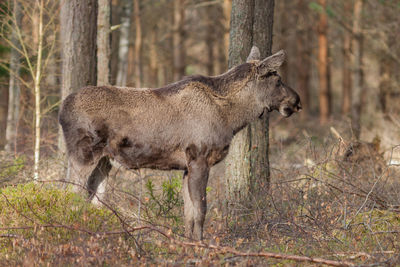 Side view of giraffe in forest