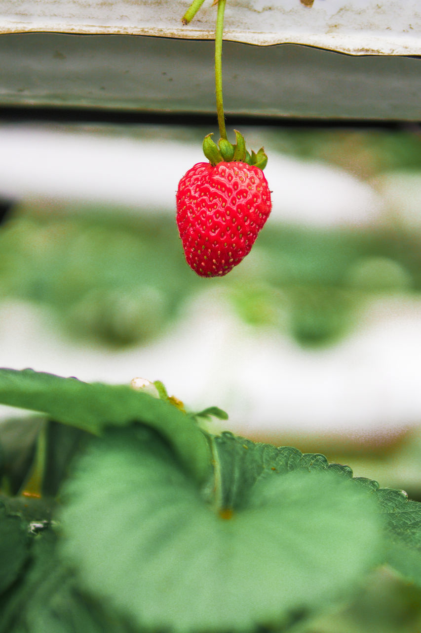 CLOSE-UP OF STRAWBERRIES