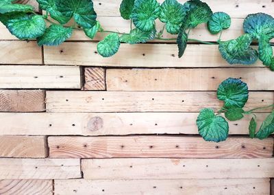 High angle view of leaves on table